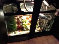 ImageUploadedByReefs1370773940.036919.jpg ImageUploadedByReefs1370773940.036919.jpg