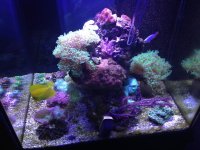 ImageUploadedByReefs1365217431.363444.jpg