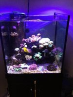 ImageUploadedByReefs1365217473.647266.jpg