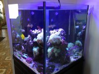 ImageUploadedByReefs1365217538.495625.jpg