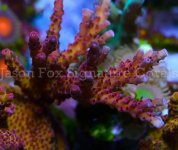 Jason Fox Pro Corals Rainbow Acro.jpg