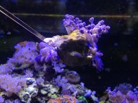 IMG_0639s.jpg