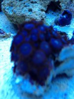 IMG_0563_zps1f85cc2e.jpg