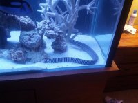 eel2.jpg