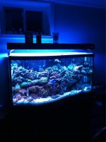 ImageUploadedByReefs1357264280.962255.jpg ImageUploadedByReefs1357264280.962255.jpg