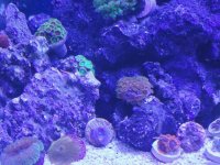 zoas shrooms.jpg