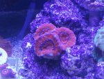 orange acans.jpg