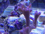 IMG_0778_zps80cb830a.jpg
