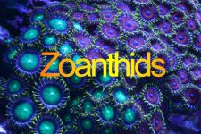 zoas.jpg