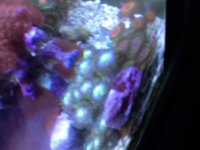 ImageUploadedByReefs1370816697.881502.jpg