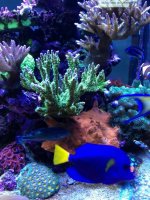 ImageUploadedByReefs1365271995.486820.jpg