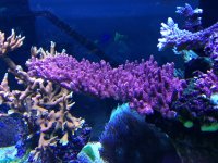ImageUploadedByReefs1365272012.953480.jpg