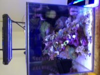 ACAN3.JPG
