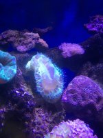 ImageUploadedByReefs1367277710.039830.jpg