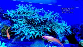 IMG_0696.JPG
