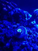 ImageUploadedByReefs1374902341.246243.jpg