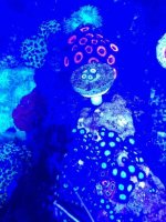 ImageUploadedByReefs1374904390.976403.jpg