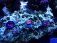 ImageUploadedByReefs1367284091.939029.jpg