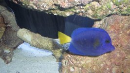 PURPLE TANG#3 001.JPG