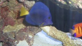 PURPLE TANG#3 002.JPG