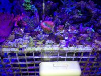 ImageUploadedByReefs1367287312.119111.jpg