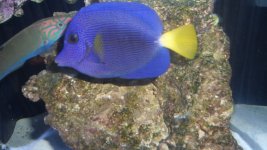 PURPLE TANG#3 003.JPG