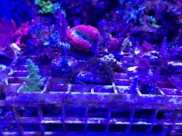 ImageUploadedByReefs1367287331.050153.jpg