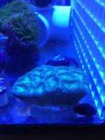 ImageUploadedByReefs1374946689.433086.jpg