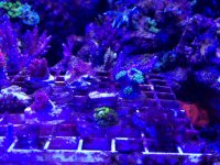ImageUploadedByReefs1367287363.250471.jpg