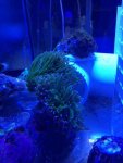 ImageUploadedByReefs1374946702.166217.jpg