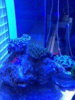 ImageUploadedByReefs1374946715.116657.jpg