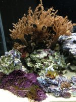 ImageUploadedByReefs1367291607.329039.jpg