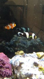 ImageUploadedByReefs1367291635.643097.jpg