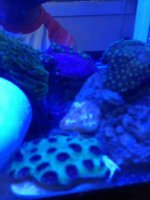 ImageUploadedByReefs1374946726.799540.jpg