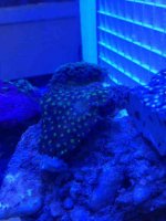 ImageUploadedByReefs1374946735.749533.jpg