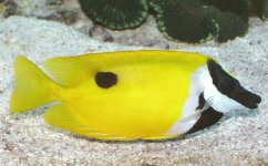 foxface-rabbitfish.jpg