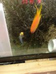 ImageUploadedByReefs1374946904.299508.jpg ImageUploadedByReefs1374946904.299508.jpg