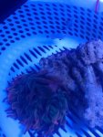 ImageUploadedByReefs1365364865.186909.jpg ImageUploadedByReefs1365364865.186909.jpg