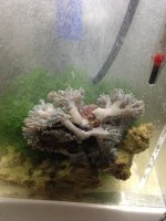 ImageUploadedByReefs1367311349.102959.jpg