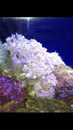 ImageUploadedByReefs1367311654.870019.jpg