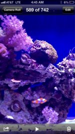 ImageUploadedByReefs1367311667.219297.jpg