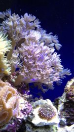 ImageUploadedByReefs1367311680.803020.jpg
