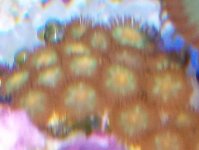CORAL 024.JPG