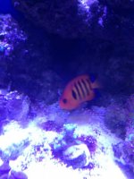 ImageUploadedByReefs1367339681.713851.jpg