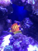 ImageUploadedByReefs1367339689.695866.jpg
