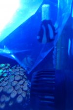 fish1.jpg