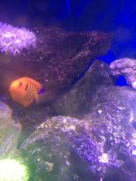 ImageUploadedByReefs1367339698.190377.jpg