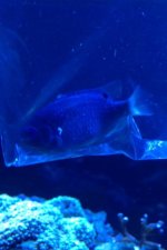 fish 2.jpg