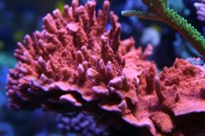 IMG_4596.jpg
