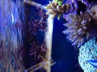 ImageUploadedByReefs1374565152.015648.jpg